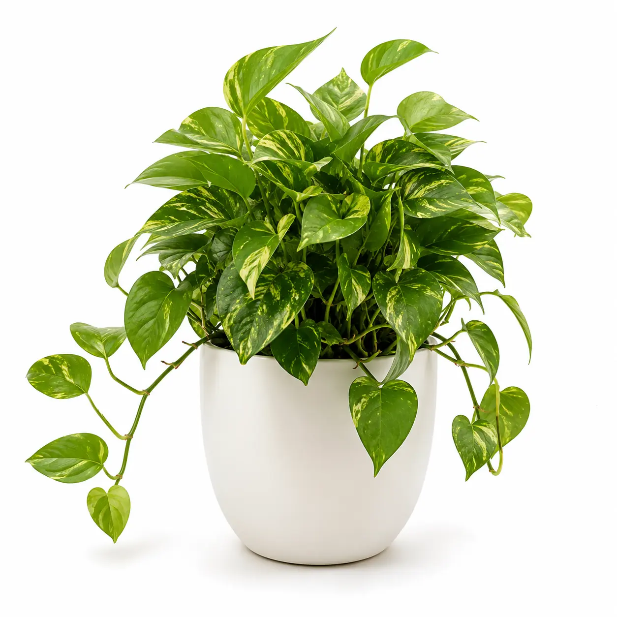 Plants
