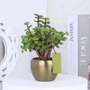 money-plant-gift-jaipur