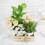 Money plant with flowers combo online in Jaipur for eco friendly gifting