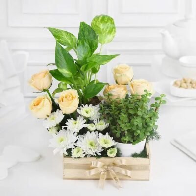 Money plant with flowers combo online in Jaipur for eco friendly gifting